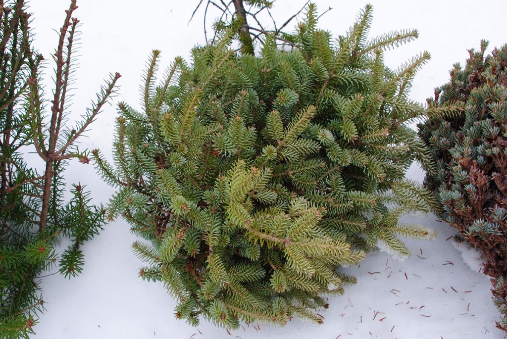 Abies balsamea 'Creme de Menthe' in a line up with other harvested balsam fir brooms, 2017