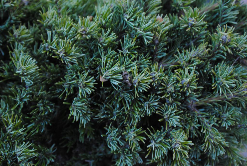 Close up of Abies fir cultivar 'Topper'