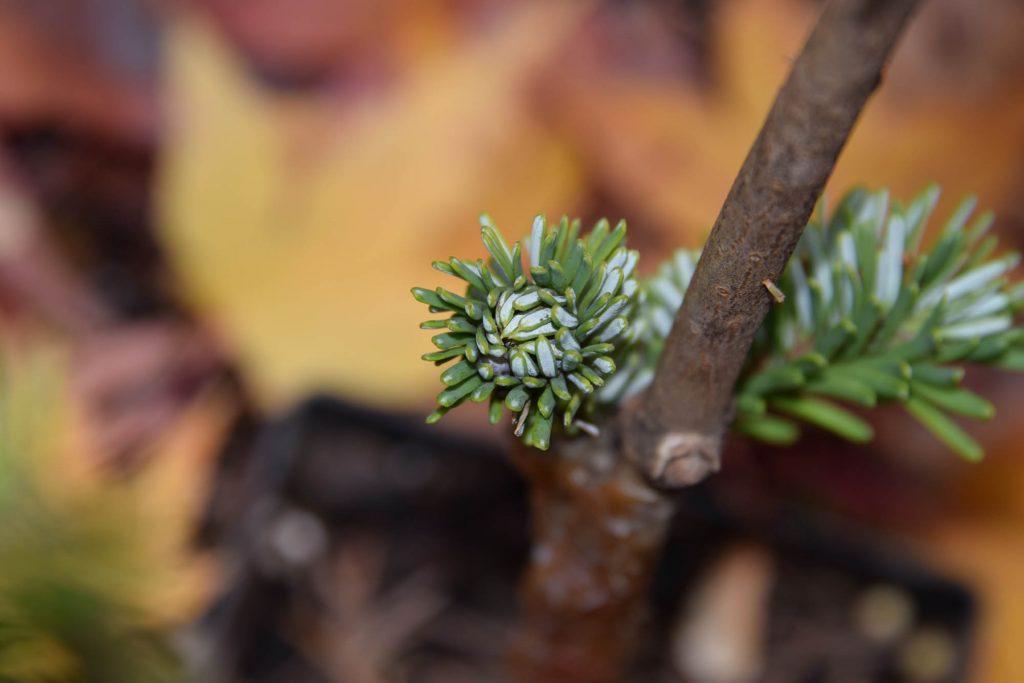 Abies amabilis ‘Shooting Star’ grafts in the Spring of 2019