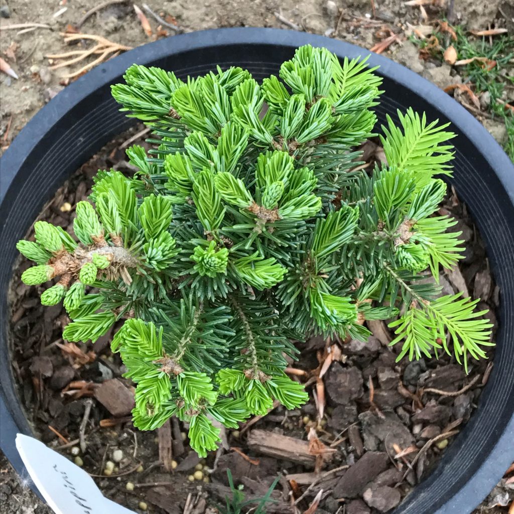 Abies balsamea 'Puppini' with healthy new growth.
