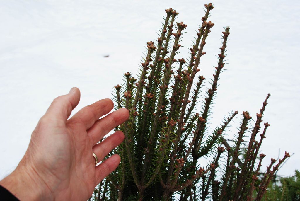 Balsam fir broom 'Orlok' with elongated finger-like branches!