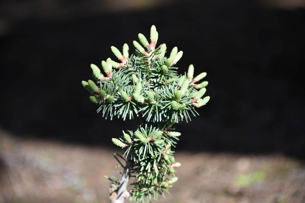 Balsam fir new cultivar 'Orlok' pushing.