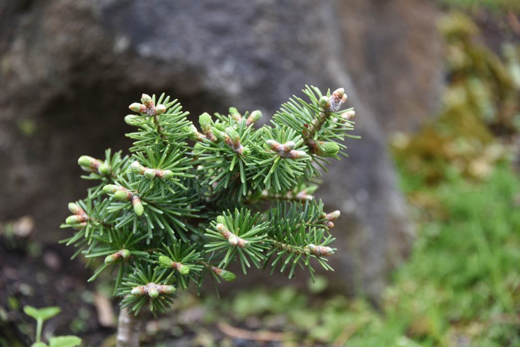 Abies balsamea 'Creme de Menthe' new cultivar at the Oregon Garden arboretum