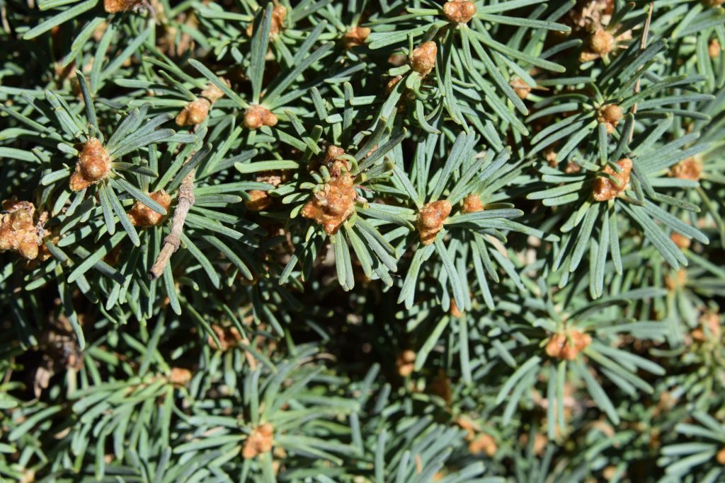Abies concolor 'Tahoma'. The parent tree was intense blue in color.  It is unusual for a concolor in that it is green rather than blue. 
