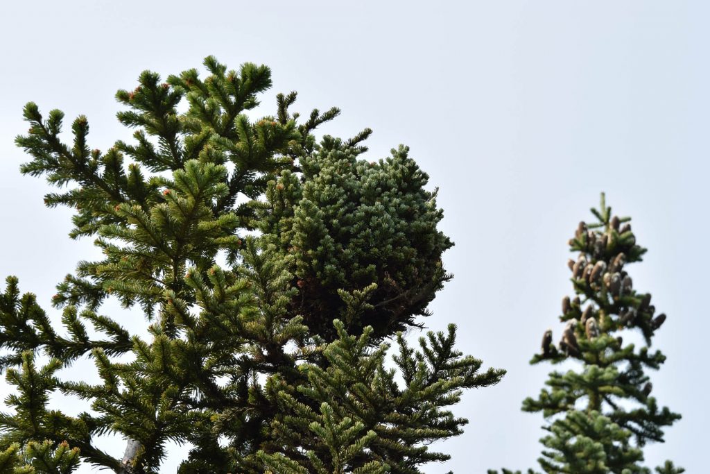 Subalpine fir broom 'Stampede Pass'