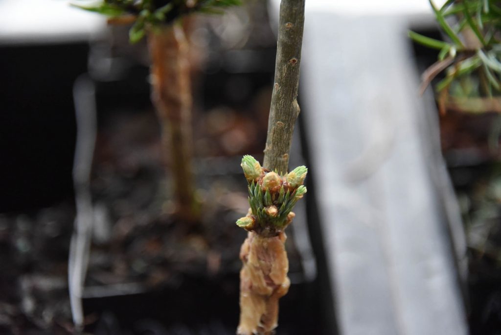 A single tiny Abies lasiocarpa broom scion pushing with multiple buds!