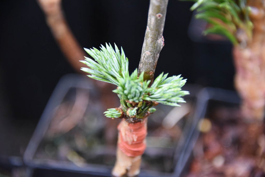 Abies lasiocarpa 'Stampede Pass' looking promising!