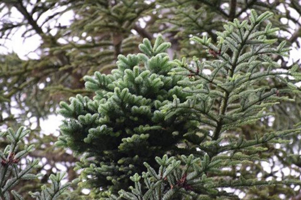 Abies procera 'Rhapsody in Blue' bud mutation broom arising from a Noble fir in the Pacific Northwest Cascade Mountain range.