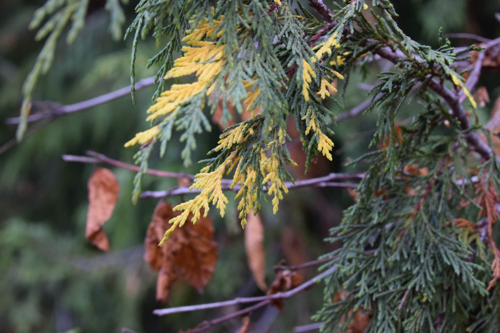 Alaskan cypress variegated sport