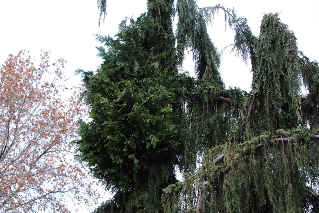 Alaska cypress broom on a pendulous tree on a side street in Yakima Washington.