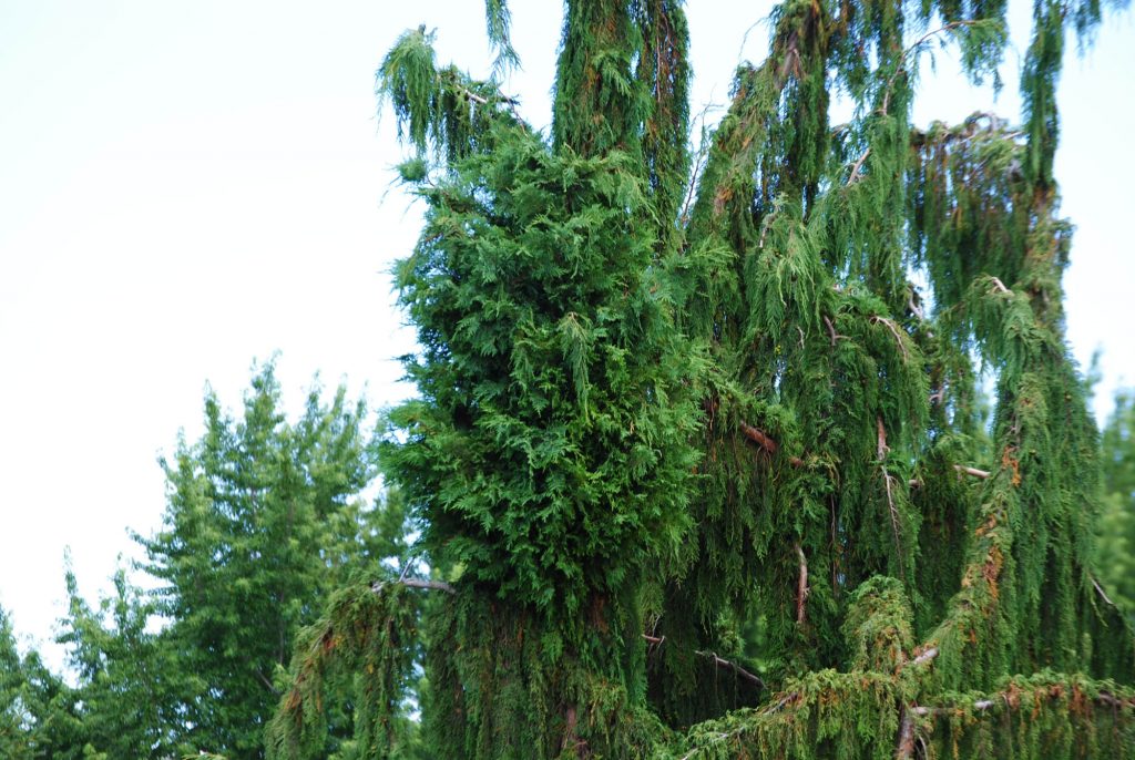 Cool Alaska cypress broom!