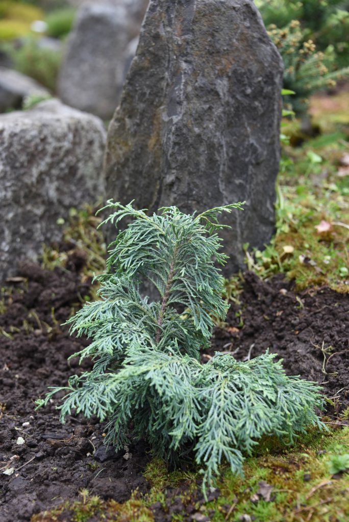 Cute Cupressus nootkatensis ‘Wave’ on display at the Oregon Garden Arboretum