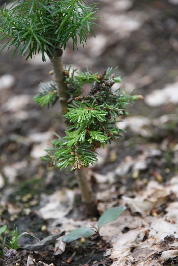 Surviving graft of Abies fir cultivar 'Topper'