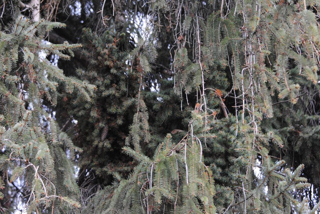 Mature Norway spruce with broom