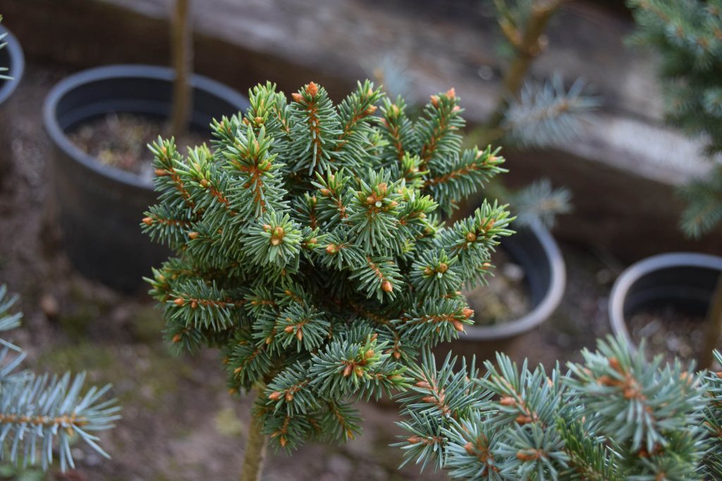 Young healthy Picea abies 'Franklin Park'