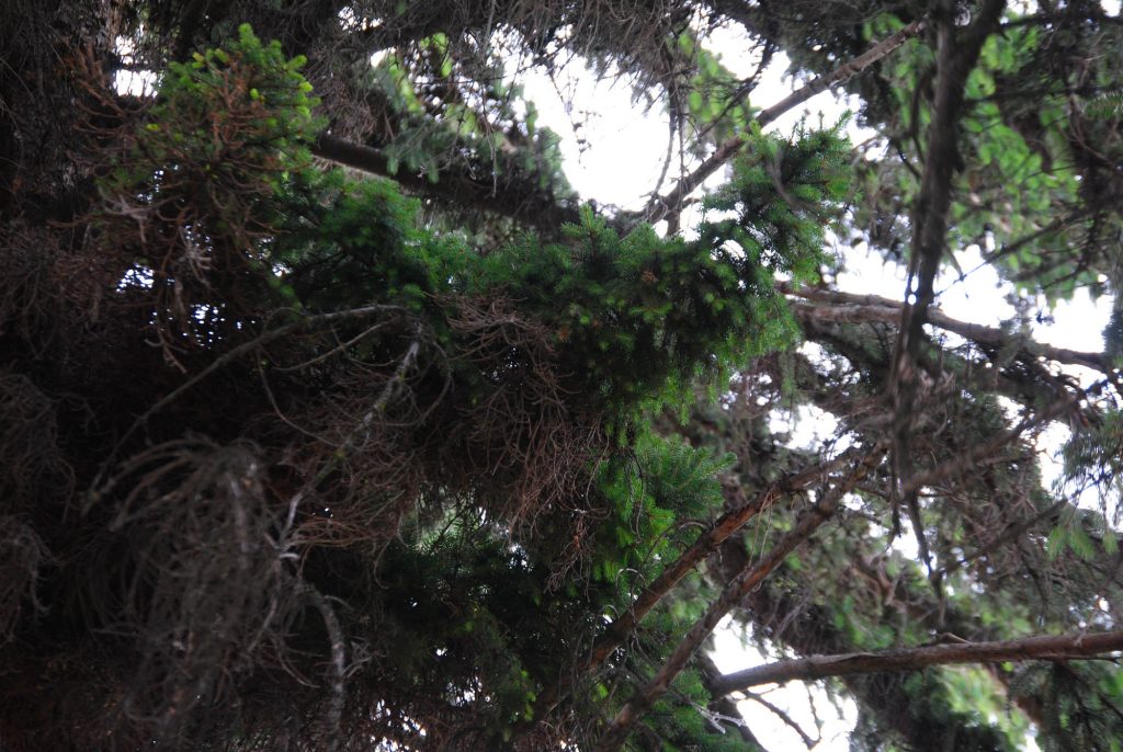 Norway spruce broom growing in a mature Picea abies tree in Yakima