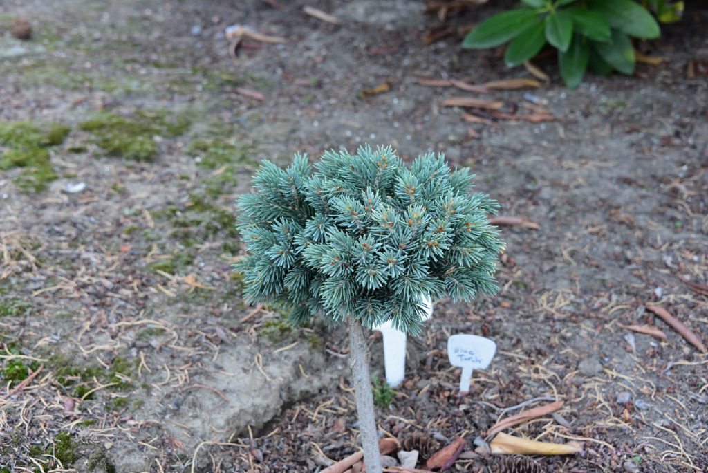 Engelmann spruce broom becomes a beautiful cultivar 'Blue Torch'