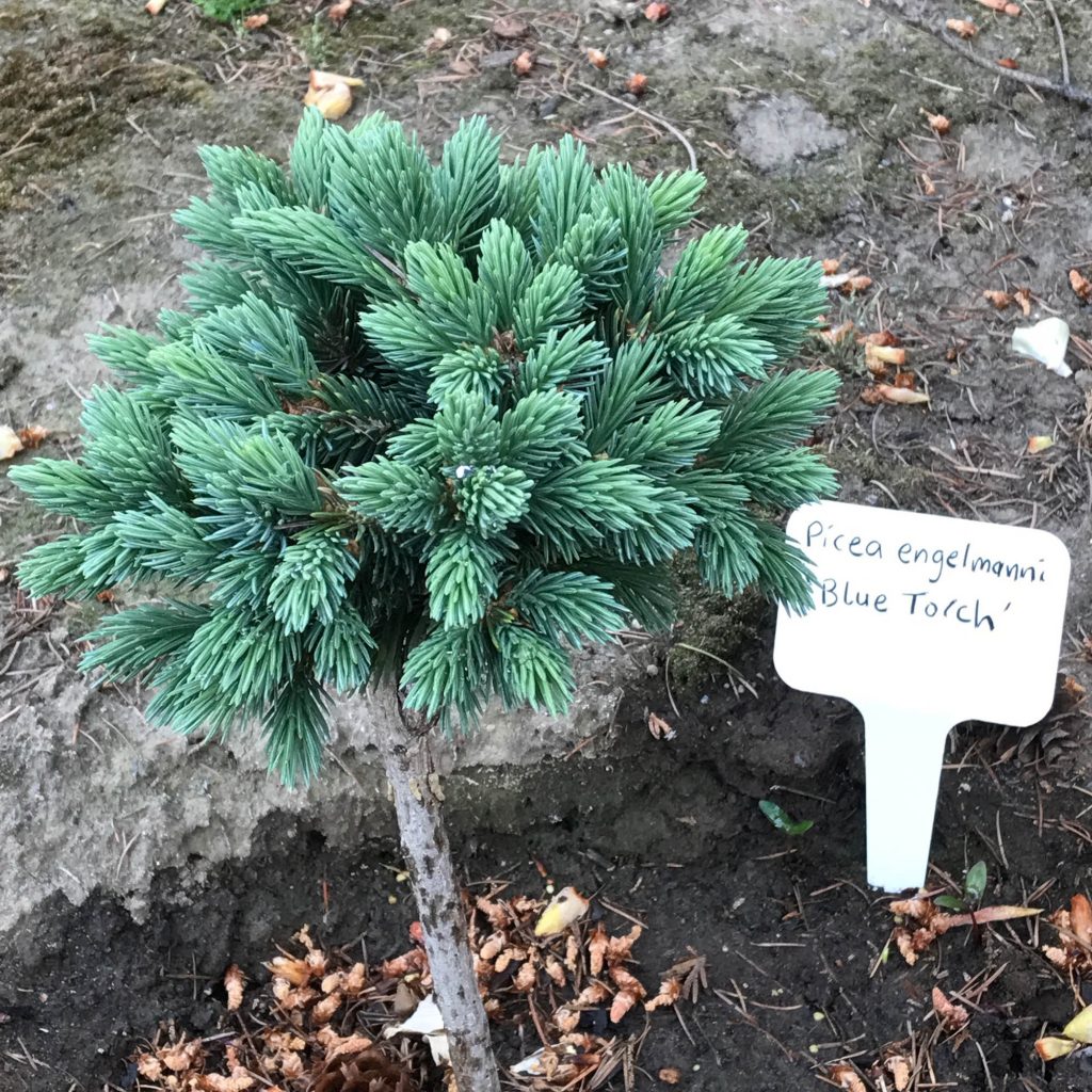 Beautiful engelmann spruce new cultivar with thick dense luscious new growth