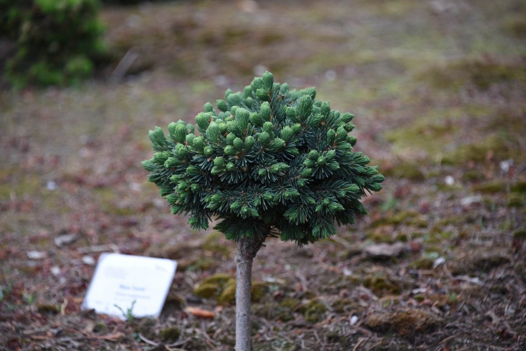 Picea engelmannii 'Blue Torch' cultivar growing nicely, thick growth, hardy, and beautiful blue!