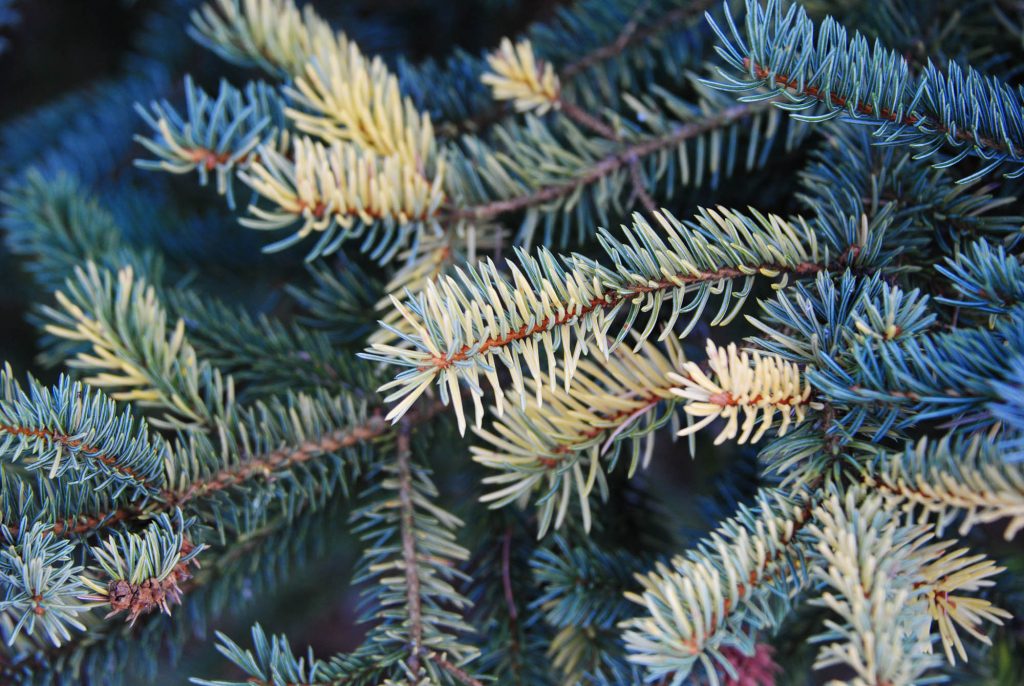 close up variegated Engelmann spruce branch, parent tree