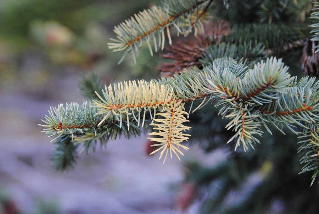 Picea engelmannii variegated tree branch