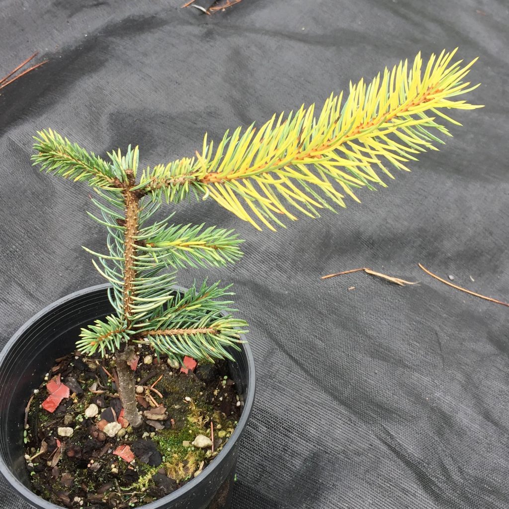 Picea engelmannii 'Mountain Gold' newly grafted cultivar
