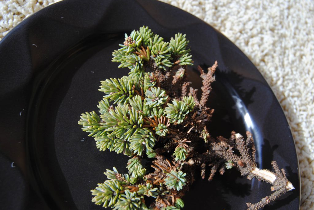 Tiny scions of black spruce broom 'MinneHaHa'
