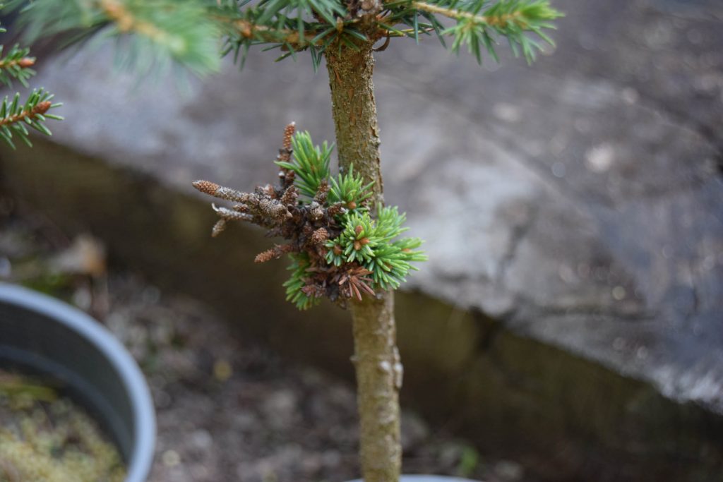 Tiny graft of miniature cultivar Picea mariana 'MinneHaHa'