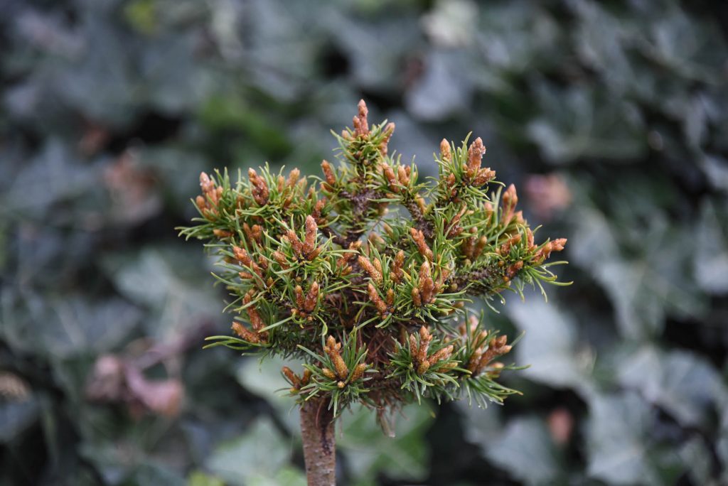 Jack pine broom cultivar 'Jumpin' Jack' with numerous buds and tiny needles.