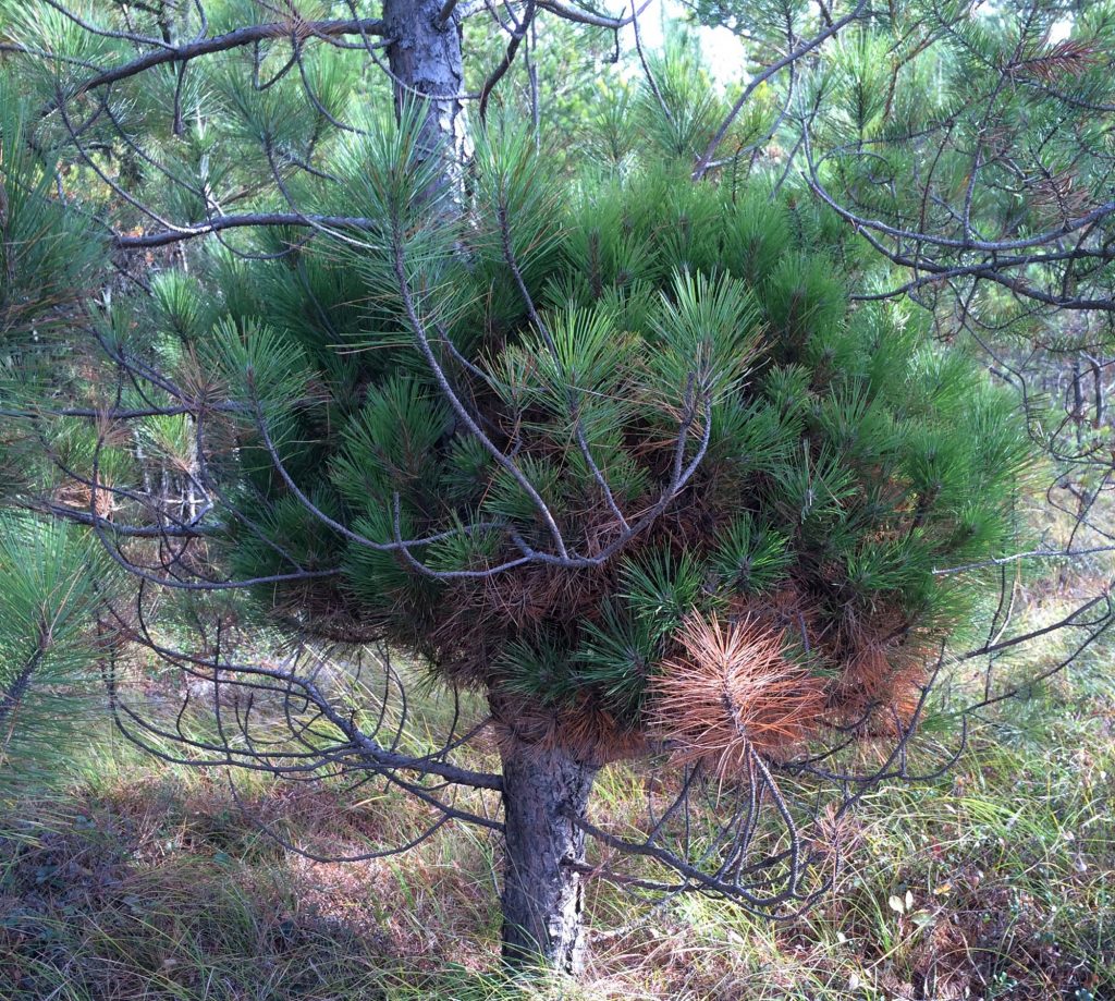 Red pine broom, 'Knee Knocker'