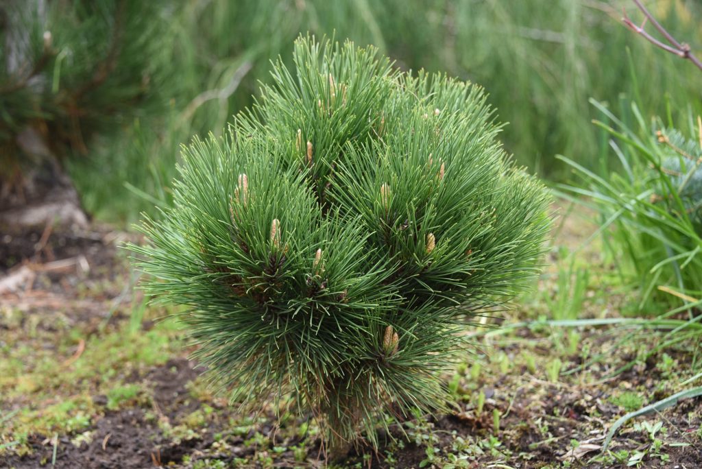Pinus resinosa 'Knee Knocker' specimen with healthy new buds!