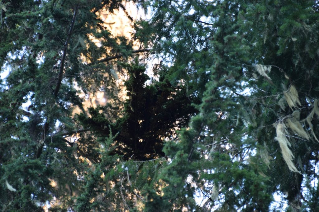 King 'Ghidorah' in flight