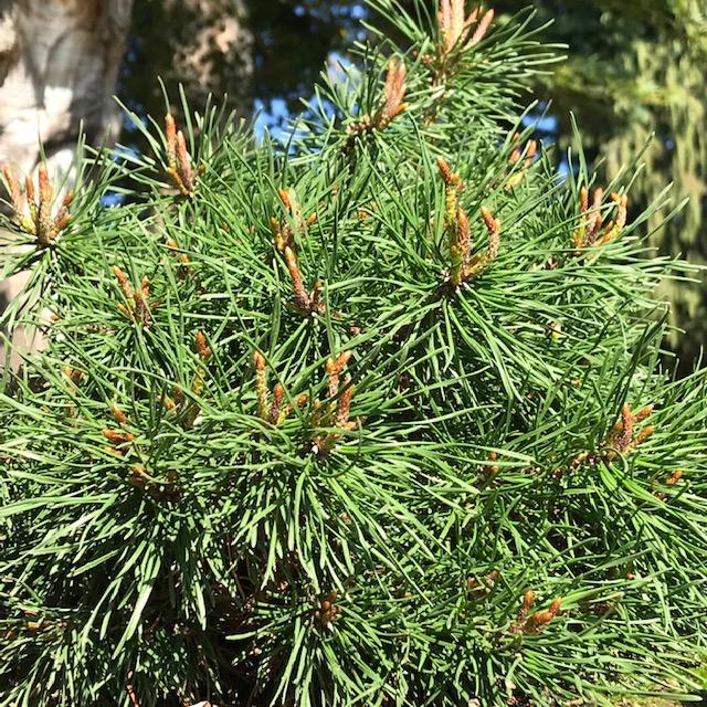 Numerous clusters of "Witch" finger buds on cultivar Pinus contorta 'Hexe Fingers'.