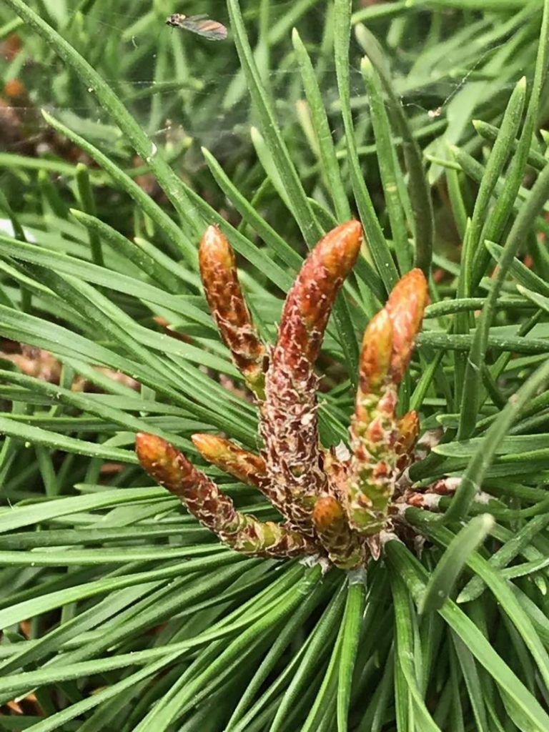 Lodgepole pine "Witch" fingers reaching for a bug for dinner.