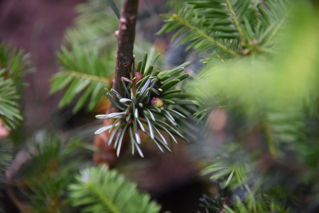 'White Pass' Pacific fir scion is pushing!