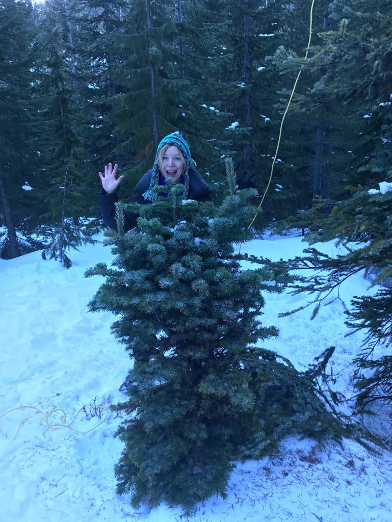 Cheryl excited to harvest the Abies amabilis 'White Pass broom in January!
