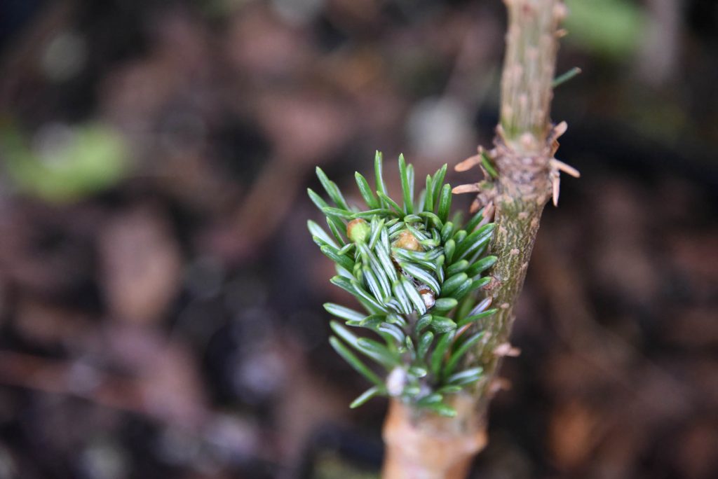 Abies amabilis 'White Pass' scion's first push in May 2019!