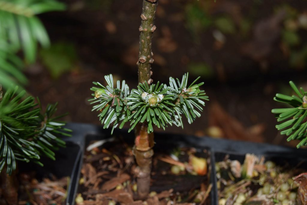 Abies amabilis 'Pacific Crest' Pacific fir broom scion pushing