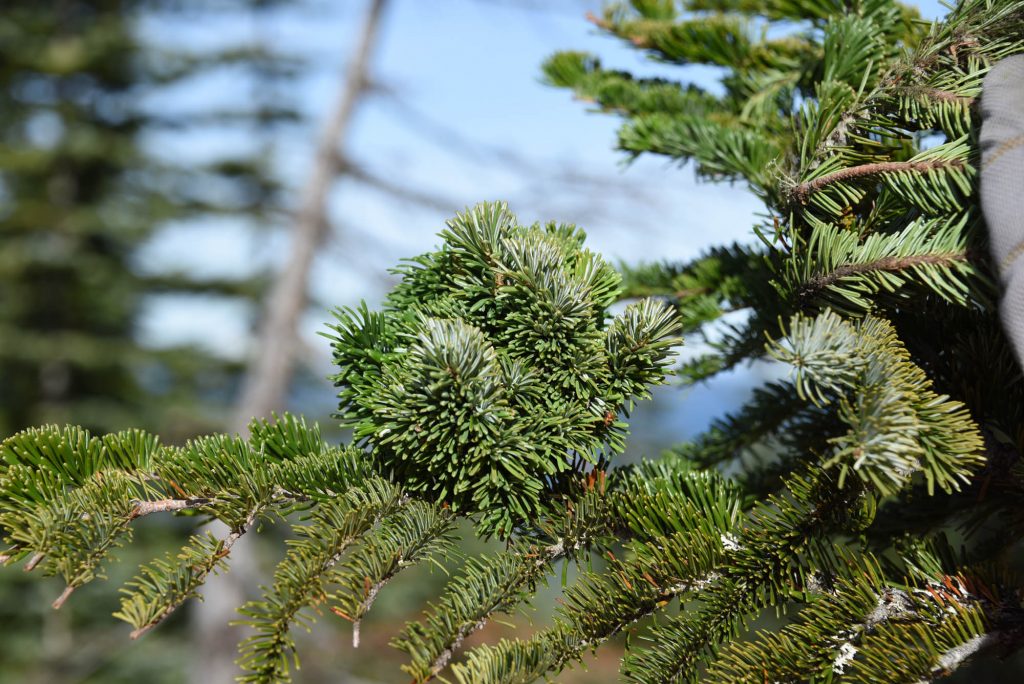 Tiny dense Abies amabilis Pacific fir broom 'Stellar'