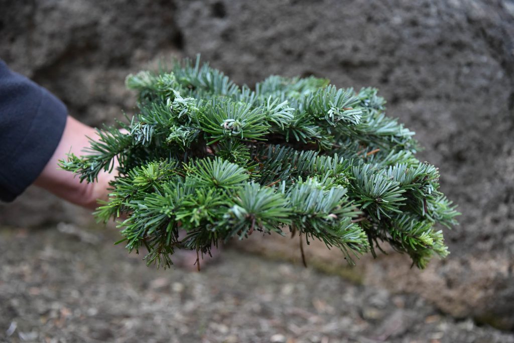 Side view of Abies amabilis Pacific fir cultivar 'Sweet 16'! Neat, sweet, and petite!
