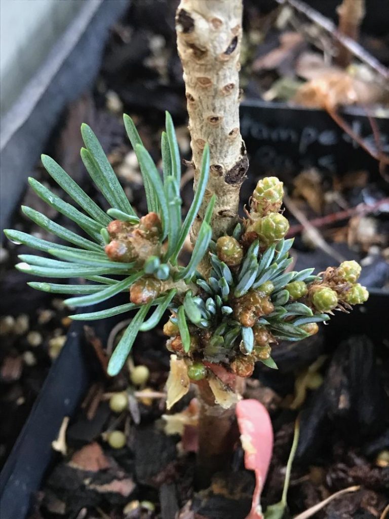 Abies lasiocarpa 'Stampede Pass' scion with second push, multiple buds, during the summer of 2019.