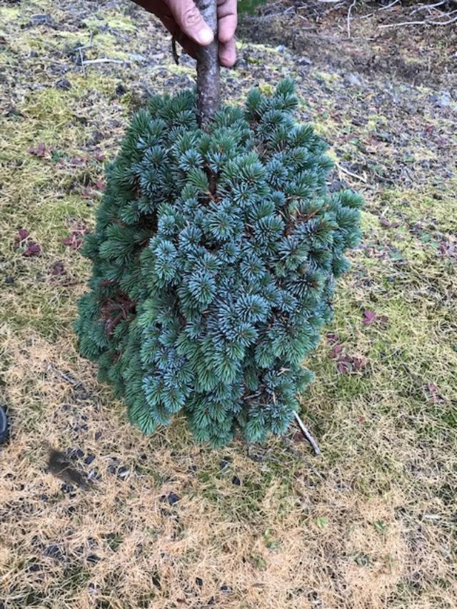 Beautiful Engelmann spruce broom has dense growth pattern and intense shades of blue.