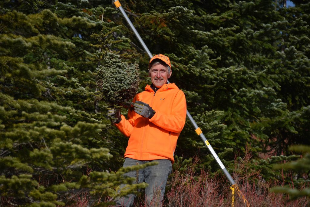 Mike harvesting Abies lasiocarpa 'Stampede Pass' broom from the struggling subalpine fir tree, November 2019.