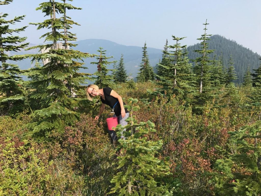 Cheryl picking huckleberries in the Stampede Pass area.