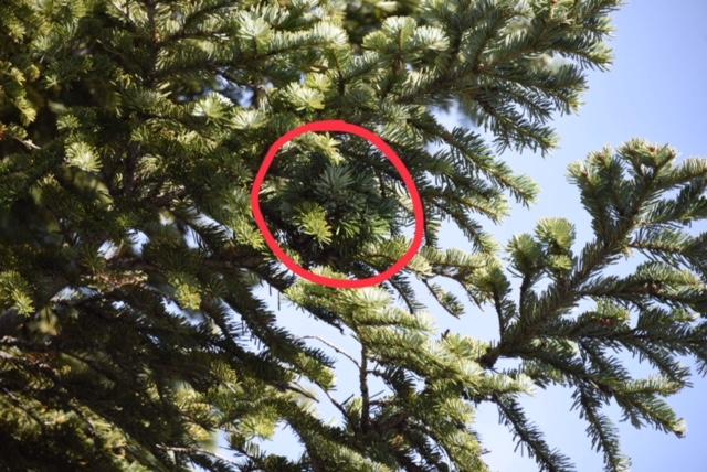 Mike spotted this tiny Pacific fir broom while out harvesting another.
