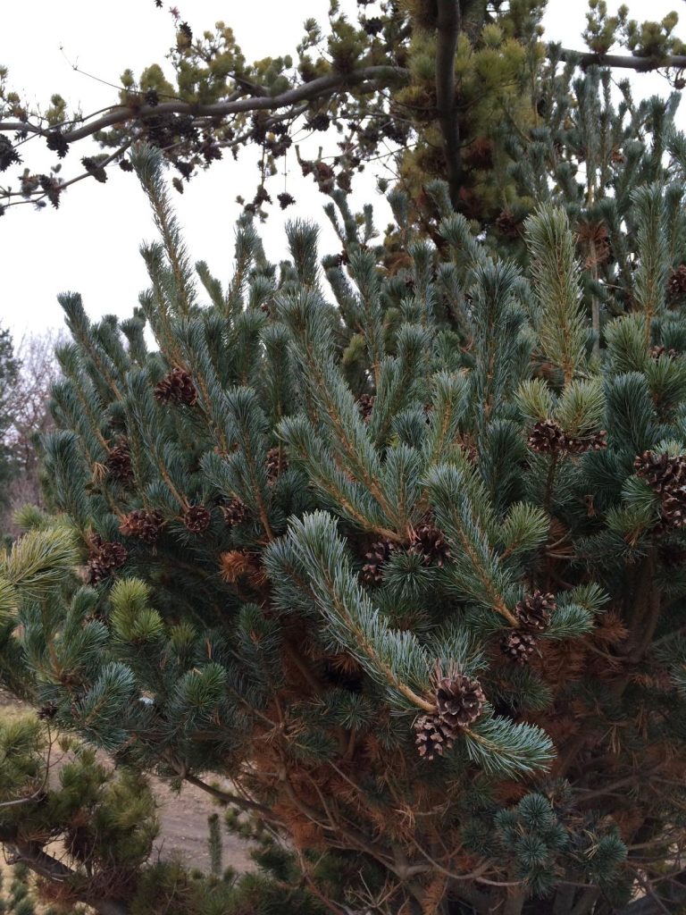 Japanese white pine broom