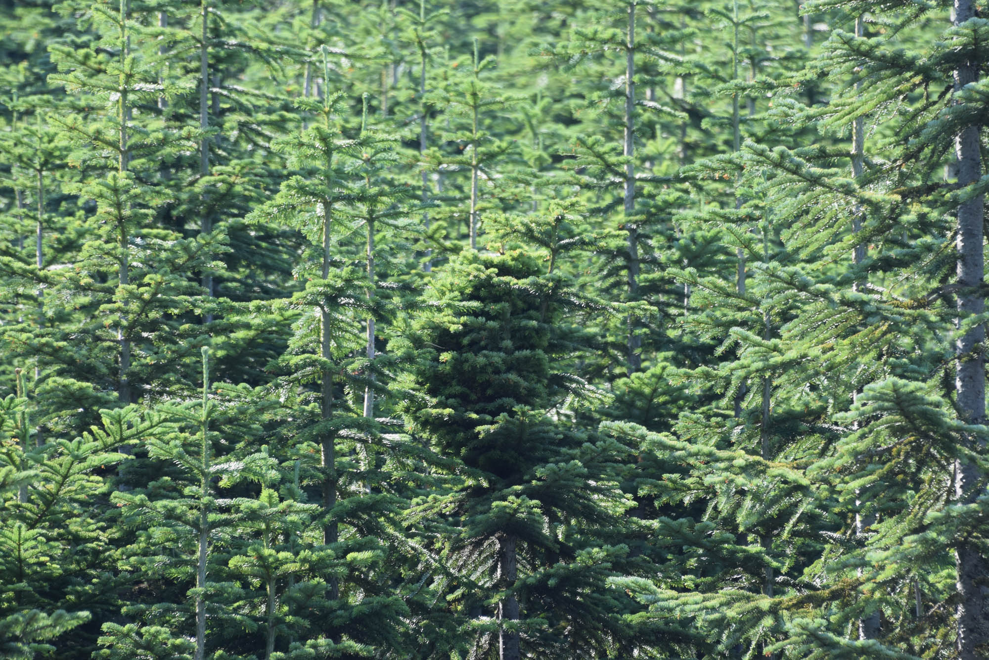 Abies amabilis Pacific fir broom 'Shooting Star' - Cascade Conifers