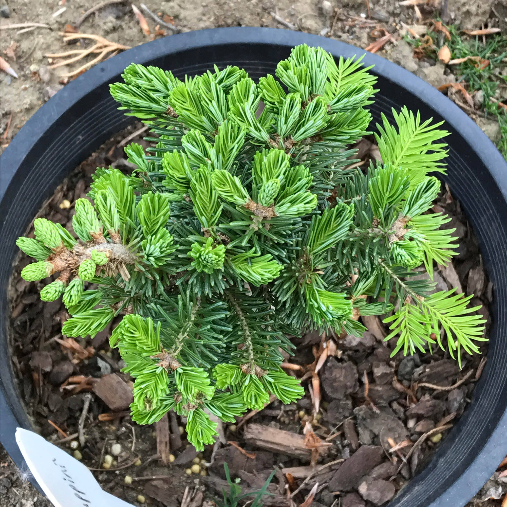 Abies Balsamea 'Puppini'Abies Balsamea 'Puppini' - Cascade Conifers