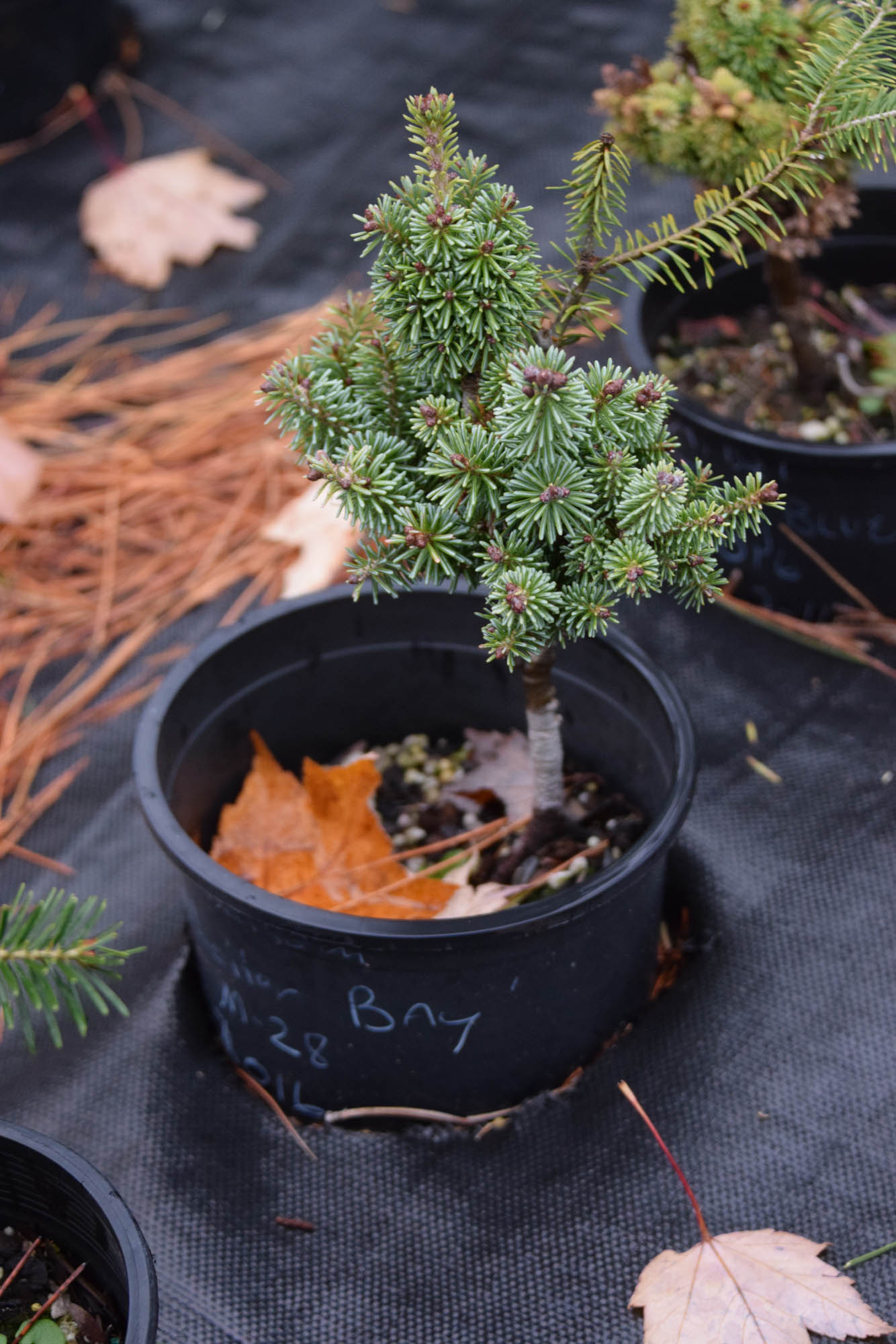 Abies Balsamea 'Shelter Bay' - Cascade Conifers