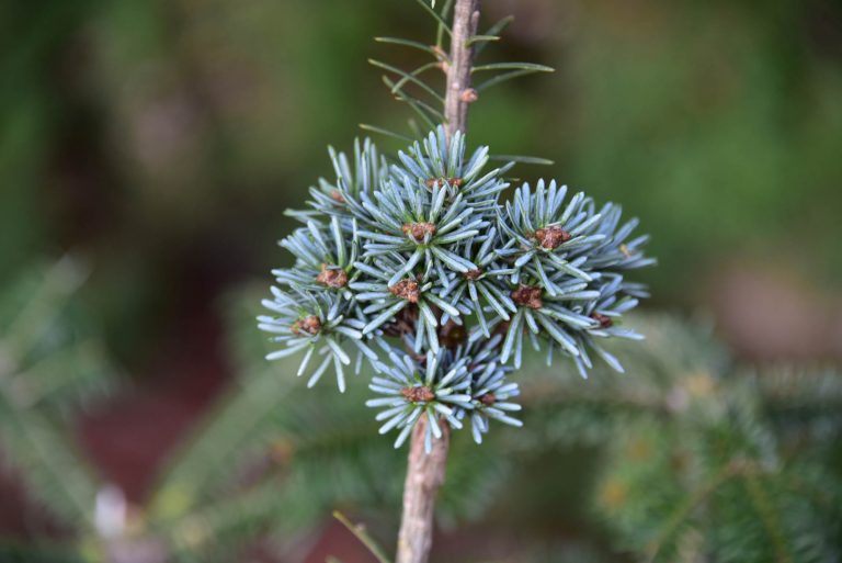 Abies Balsamea 'Little Presque Isle' - Cascade Conifers